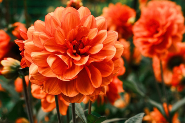 Dahlia.jpg