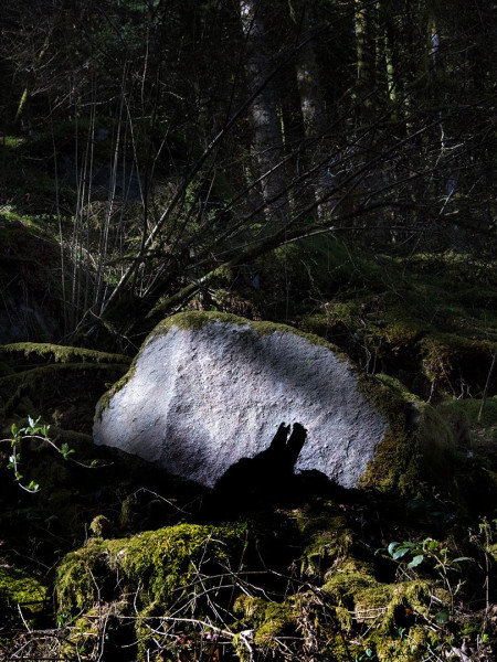 le loup.jpg