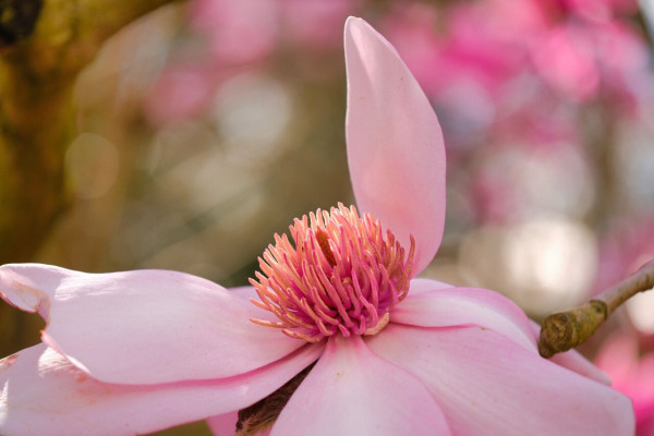 FleursdeMagnolias(1).thumb.jpg.4480902fd671b309c851d67393044e1c.jpg