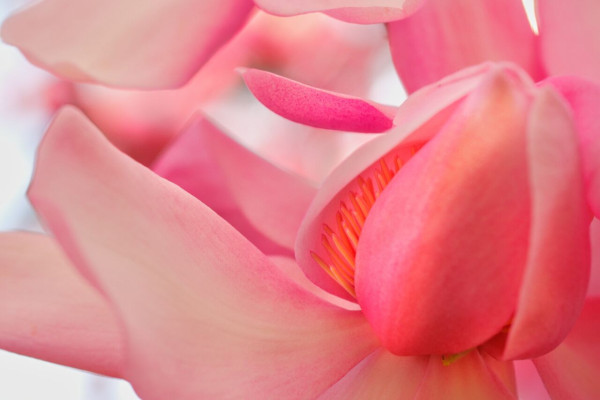 FleursdeMagnolias(2).thumb.jpg.76bffd41e2f8deb18f502e213645a6d4.jpg