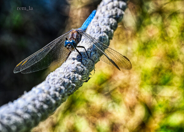 DSC_2624auro_1600.thumb.jpg.7584193465b0c4e840b52713ce1244a3.jpg