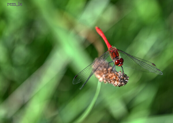 DSC_2703auro_1600.thumb.jpg.6f0e647d675b6118682b41d57abcc8b5.jpg