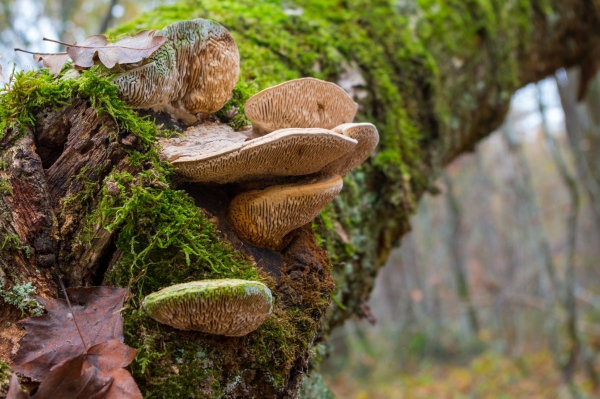 Champignon 2.jpg