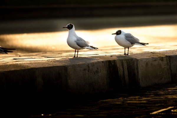 IMG_7032.thumb.jpg.fe4020d48dd57db01abc4