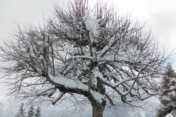 crouler sous la neige.JPG