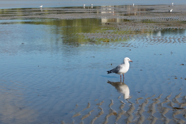 Mouette.jpg