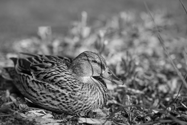 canard.jpg