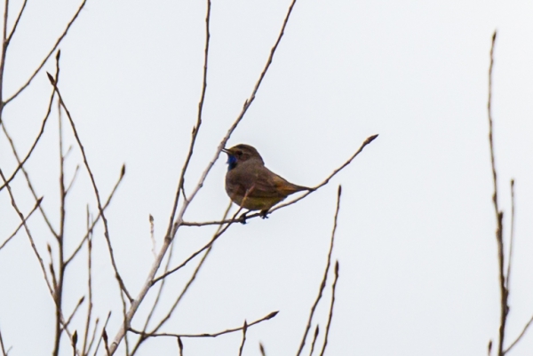 20160423-Marquenterre-3.jpg