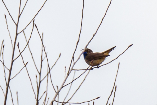 20160423-Marquenterre-5.jpg