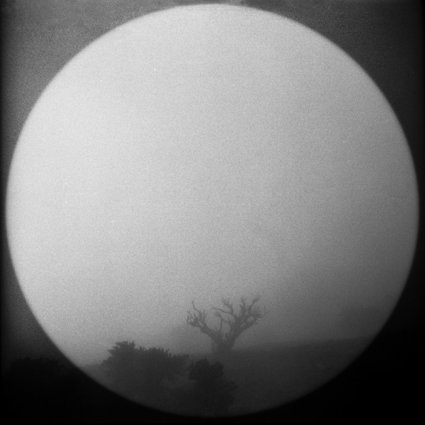 Trees-5 sm.jpg