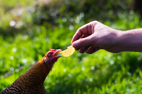 Apetit de poule.jpg