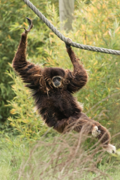20160604 - Zoo de Thoiry-10.jpg