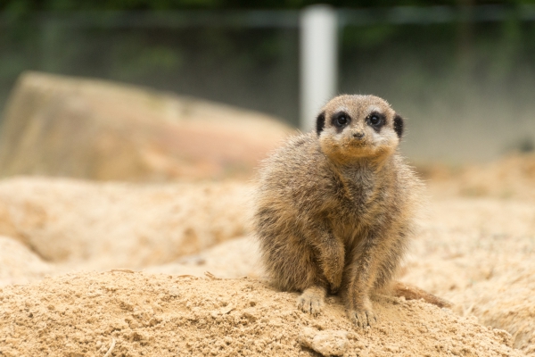 20160604 - Zoo de Thoiry-13.jpg