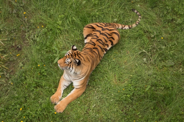 20160604 - Zoo de Thoiry-3.jpg