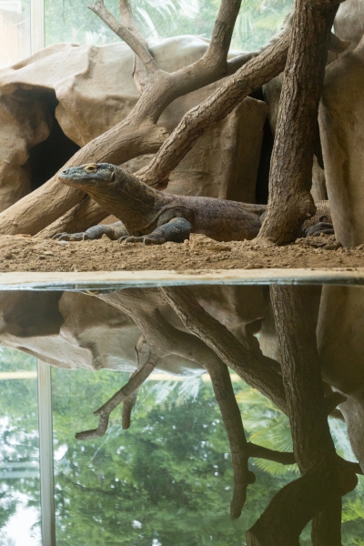 20160604 - Zoo de Thoiry-4.jpg