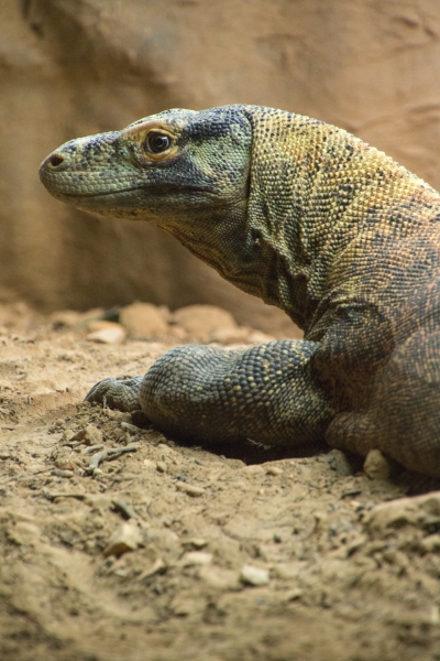 20160604 - Zoo de Thoiry-7.jpg