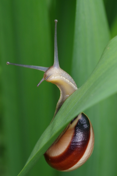 Escargot.jpg