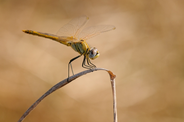 ML-Macro-2056.jpg