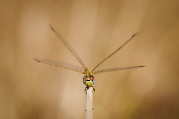 ML-Macro-2110.jpg