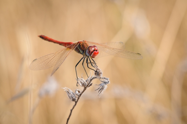 ML-Macro-2182.jpg
