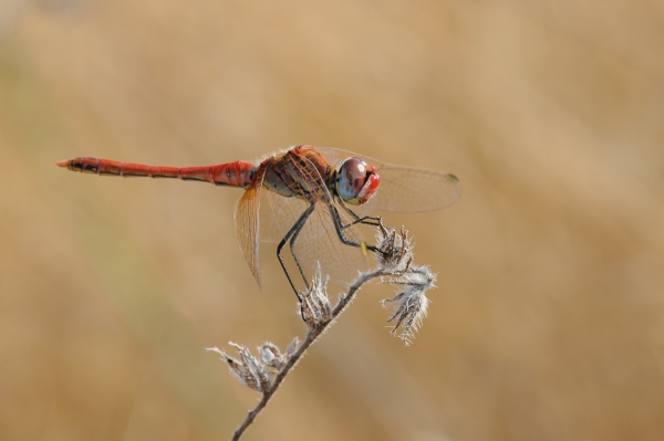 ML-Macro-2194.jpg