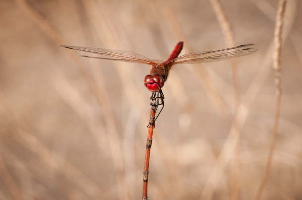 ML-Macro-2207.jpg