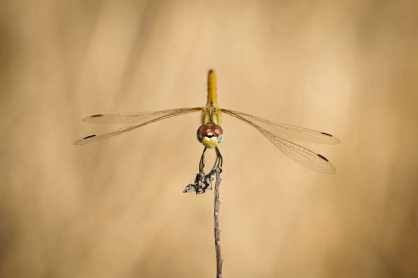 ML-Macro-2227.jpg