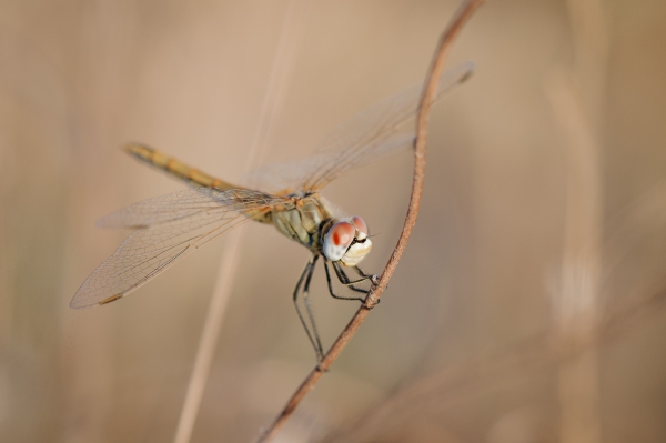 ML-Macro-2354.jpg