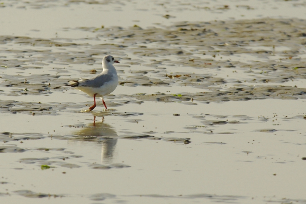 Mouette.jpg