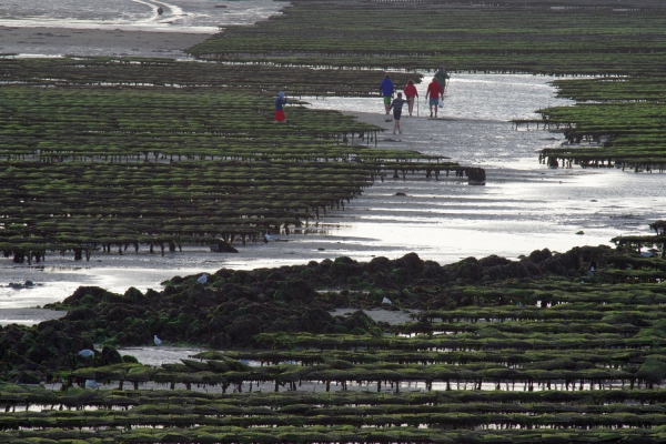 Peche aux moules.jpg