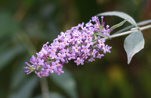 Fleur.jpg