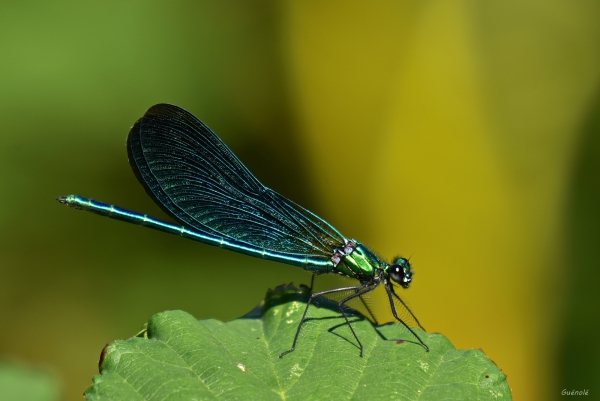 DSC_7766.JPG
