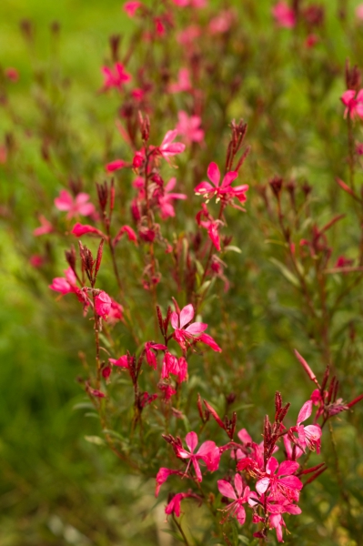 Fleur.jpg