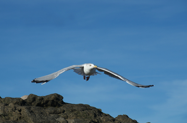 2016-11-02_Goeland_2.jpg