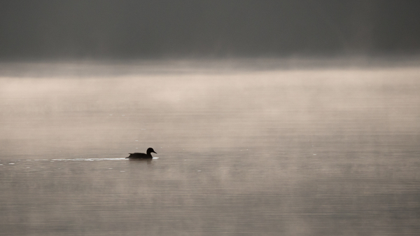 P1210169-1500px.jpg.f5b79c55d2103e8d37cf458cfb60d204-2.jpg