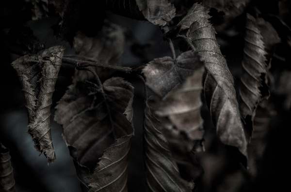 _feuilles3normal_BDF.jpg
