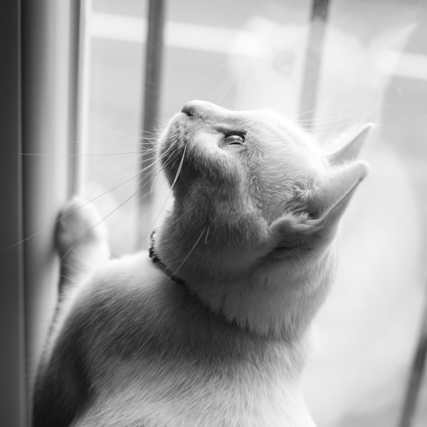 chats-2.jpg