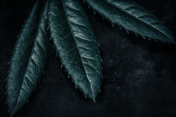 feuilles_verte_BDF-grainmin2.jpg