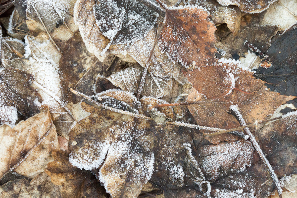 froid-2.jpg