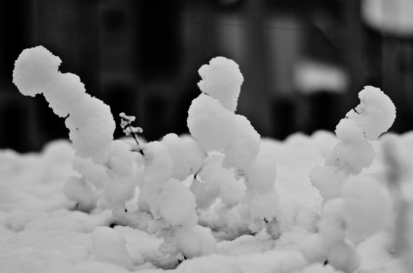 neige.jpg