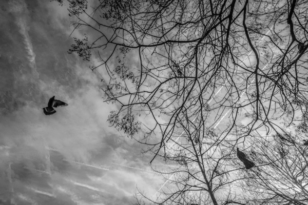 paralleles volants 5 n.jpg