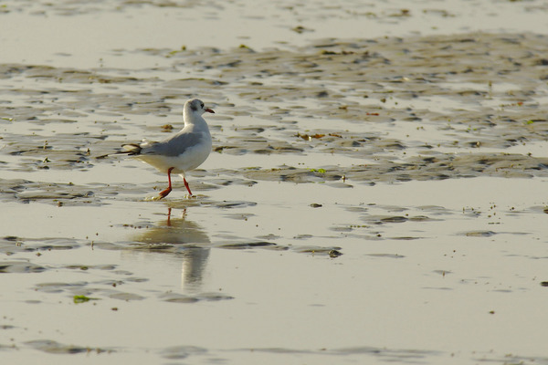 Mouette.thumb.jpg.8c3cc2ddb0e45c9e180cf906ac7e187b.jpg