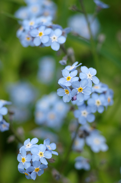 Myosotis.thumb.jpg.dc4956d3ba8ec07ccd515e8ecfdb9730.jpg