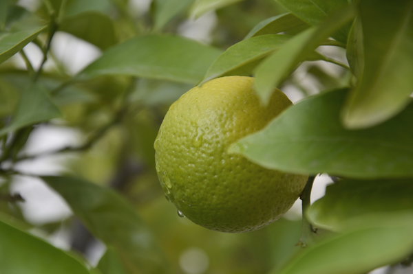 Orange.thumb.JPG.cb842a9ff55d0cb5ec7f34c1170a225f.JPG