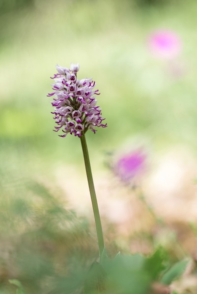 P-_7d_ac_orchis-singe__Y4A8801_DxO.thumb.jpg.603fc4be9dff707cea200a5bc79518b1.jpg