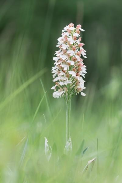 orchis-pourpre-hypochrome.thumb.jpg.54fb57639535a8afcf2d74efe7080b32.jpg