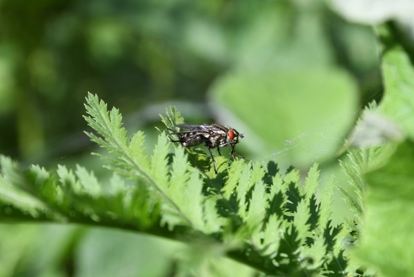 DSC_1779_00001.thumb.jpg.a796aec235fff4a148594188a97a62f8.jpg