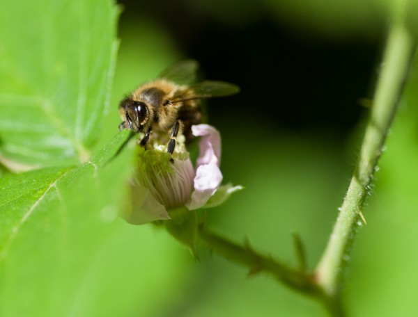 abeille.thumb.jpg.79b39c8c7b53a2a3a7b5abb65a055557.jpg