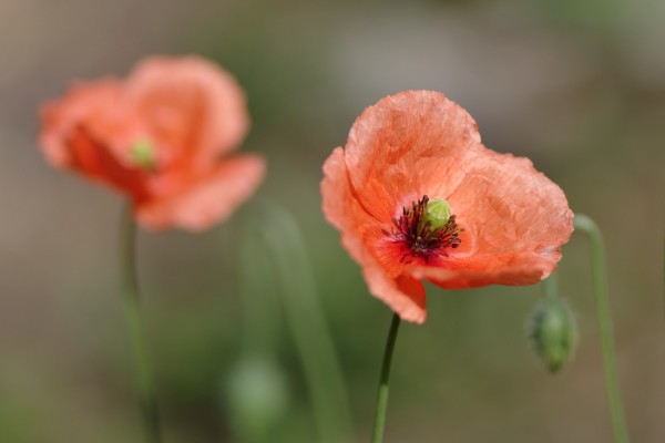 coquelicots.thumb.jpg.beb51a85407456c0d95ba6a6ac0ea069.jpg