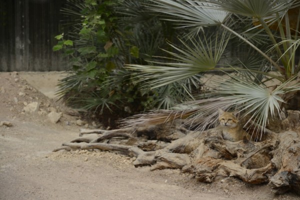 Parc_des_Felins_-_Chat_du_désert_.JPG